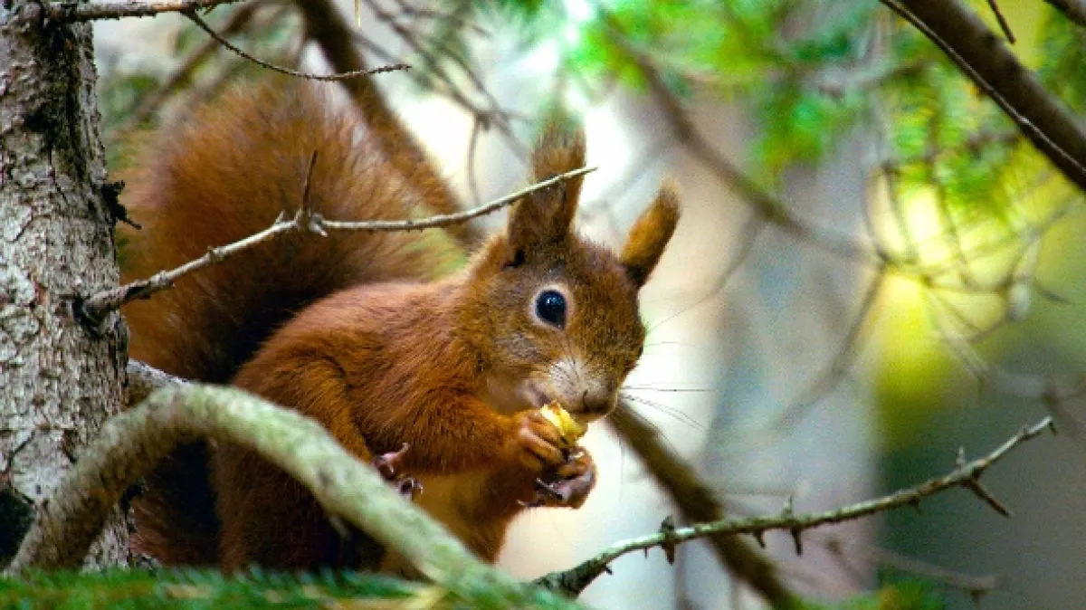 Tajný život veveričiek (Secrets of Squirrels), 2017 - fotogaléria