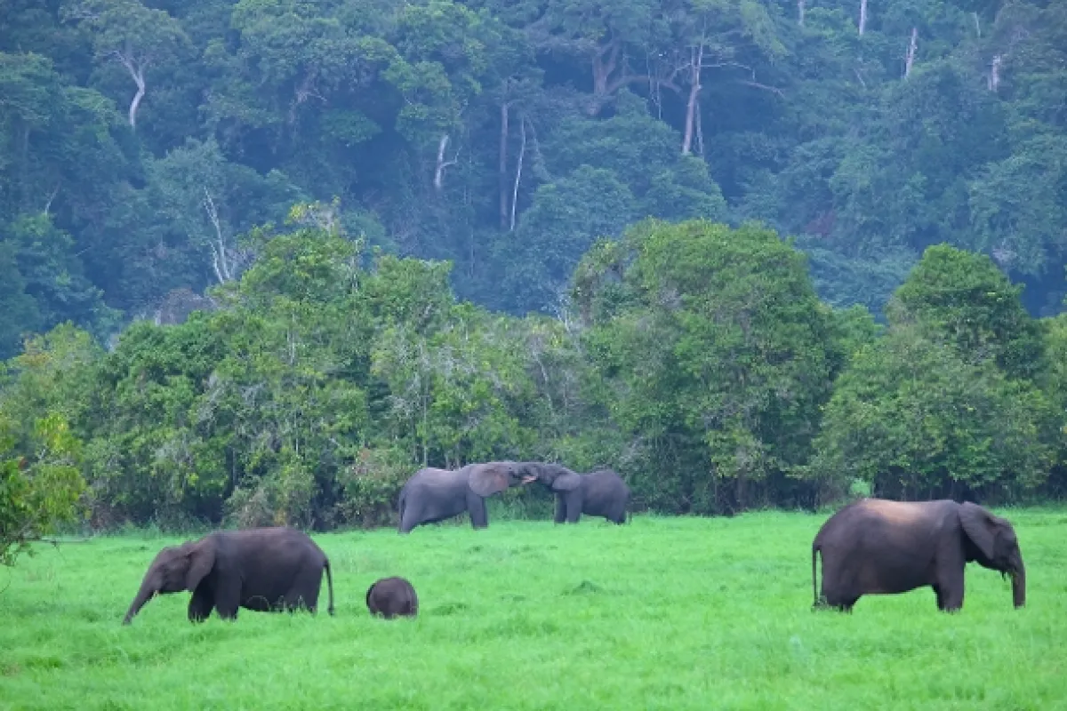Záchrana dažďového pralesa (Rainforest First: Climate Protection in Central Africa), 2021 - fotogaléria