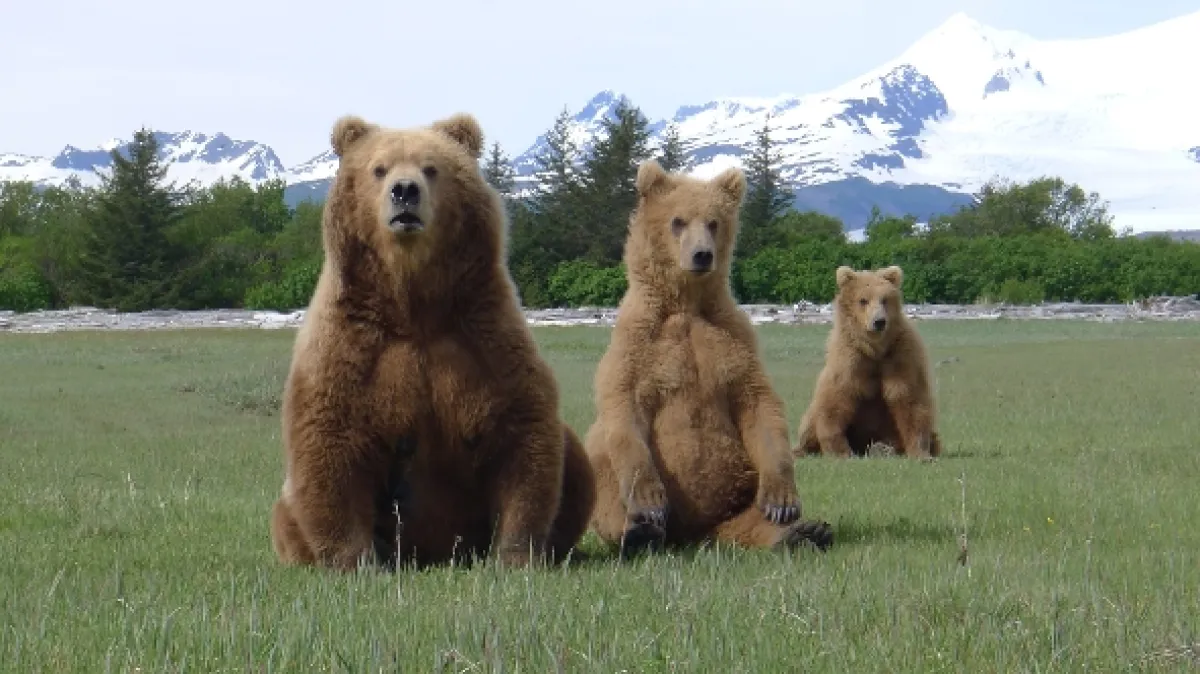 Stretnutie s grizlym (Grizzly Encounters with Chris Morgan), 2018 - fotogaléria