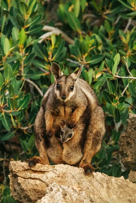 Ningaloo: Australský ráj, 2023 - fotogaléria