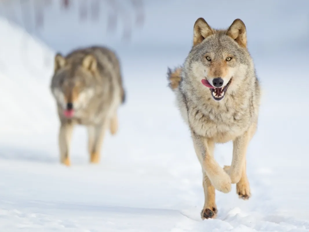 Vlk: Tulák bez hranic (Wolf: Wanderer Without Borders), 2022 - fotogaléria