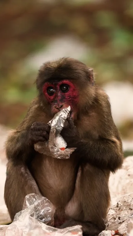 Kráľovstvo makaka medveďovitého (Kingdom of the Stump-tailed Macaques), 2020 - fotogaléria
