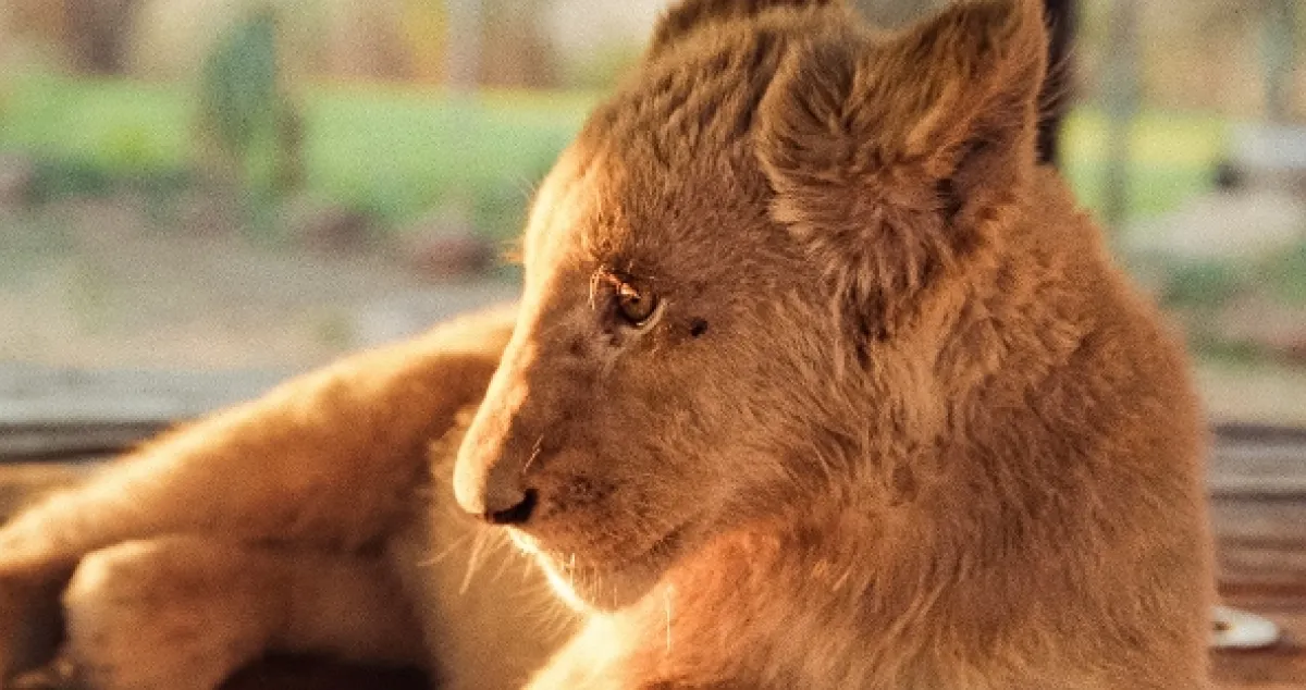 Levie kosti - fotogaléria