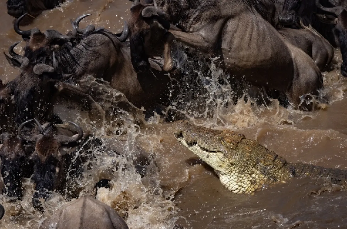 Hromadné útoky v přírodě (Nature’s Mass Attacks), 2022 - fotogaléria