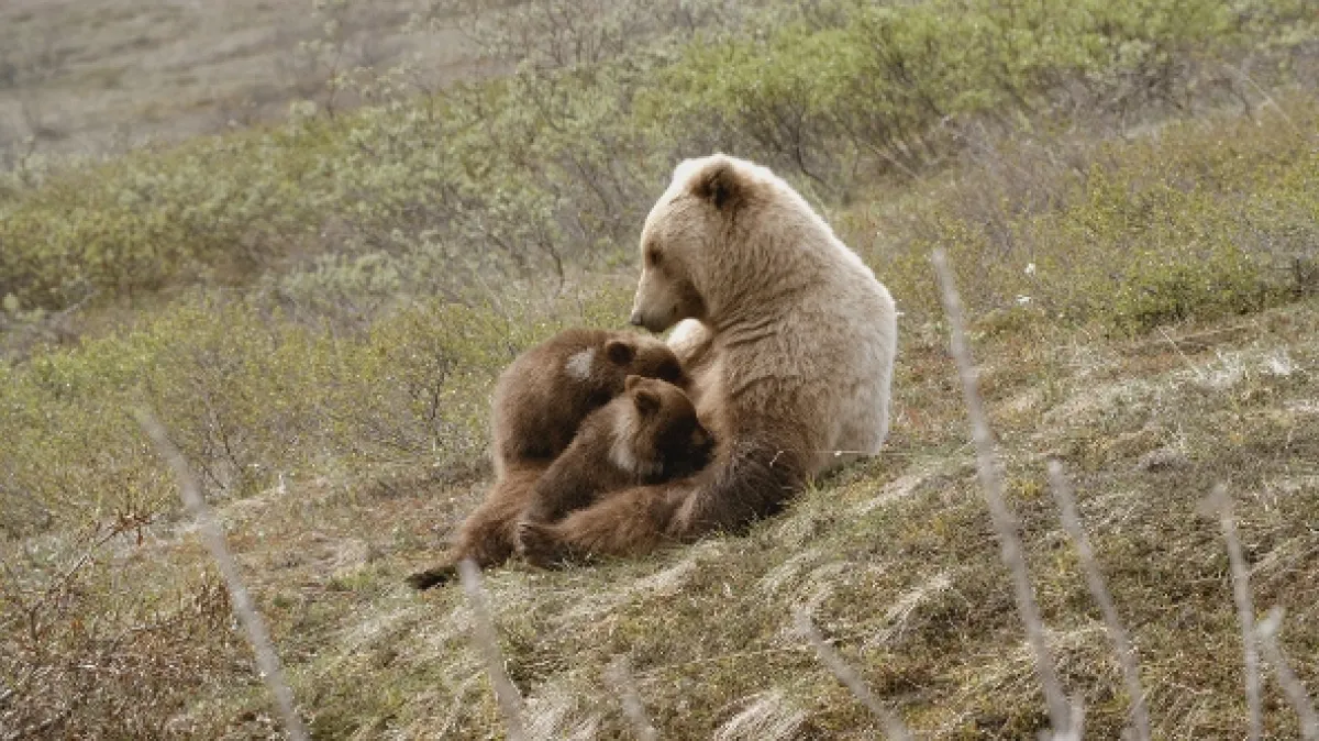 Stretnutie s grizlym (Grizzly Encounters with Chris Morgan), 2018 - fotogaléria
