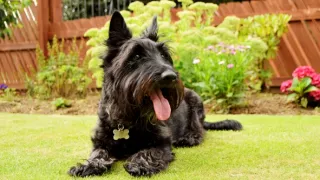 Veterinár z Yorkshiru X (12)