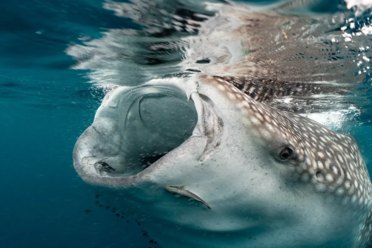 Ningaloo: Australský ráj, 2023 - fotogaléria
