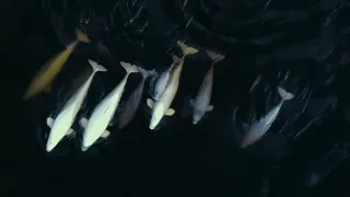 Dešifrování zvířecí řeči (2)