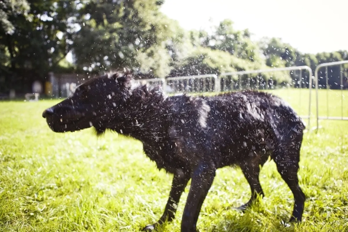 Život je pes, 2013 - fotogaléria