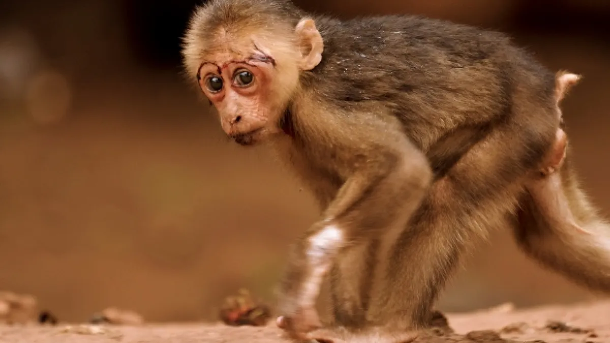 Kráľovstvo makaka medveďovitého (Kingdom of the Stump-tailed Macaques), 2020 - fotogaléria