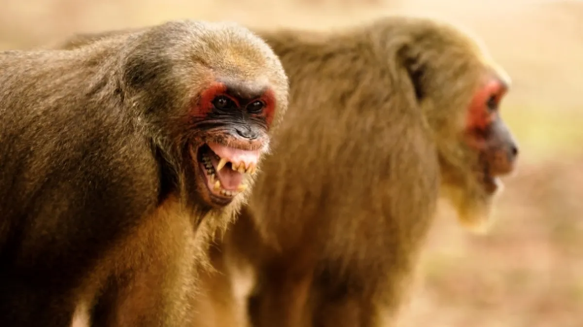 Kráľovstvo makaka medveďovitého (Kingdom of the Stump-tailed Macaques), 2020 - fotogaléria