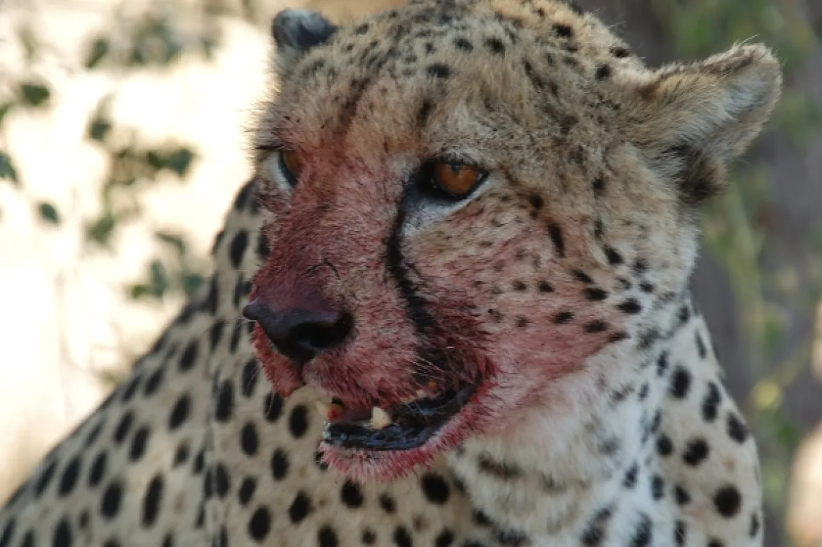 Najväčší zabijaci Afriky (Africa’s Deadliest), 2016 - fotogaléria
