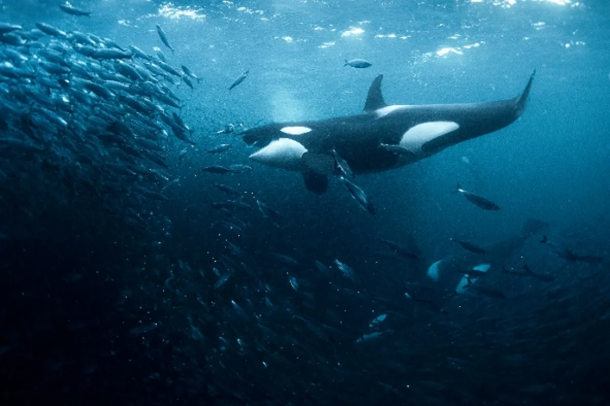 Tajemný severní Atlantik (North Atlantic: The Dark Ocean), 2023 - fotogaléria