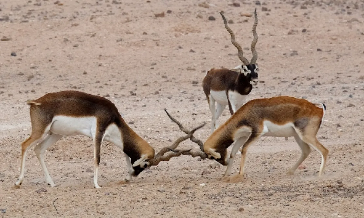 Oáza priamorožcov (Oasis of the Arabian Oryx), 2020 - fotogaléria