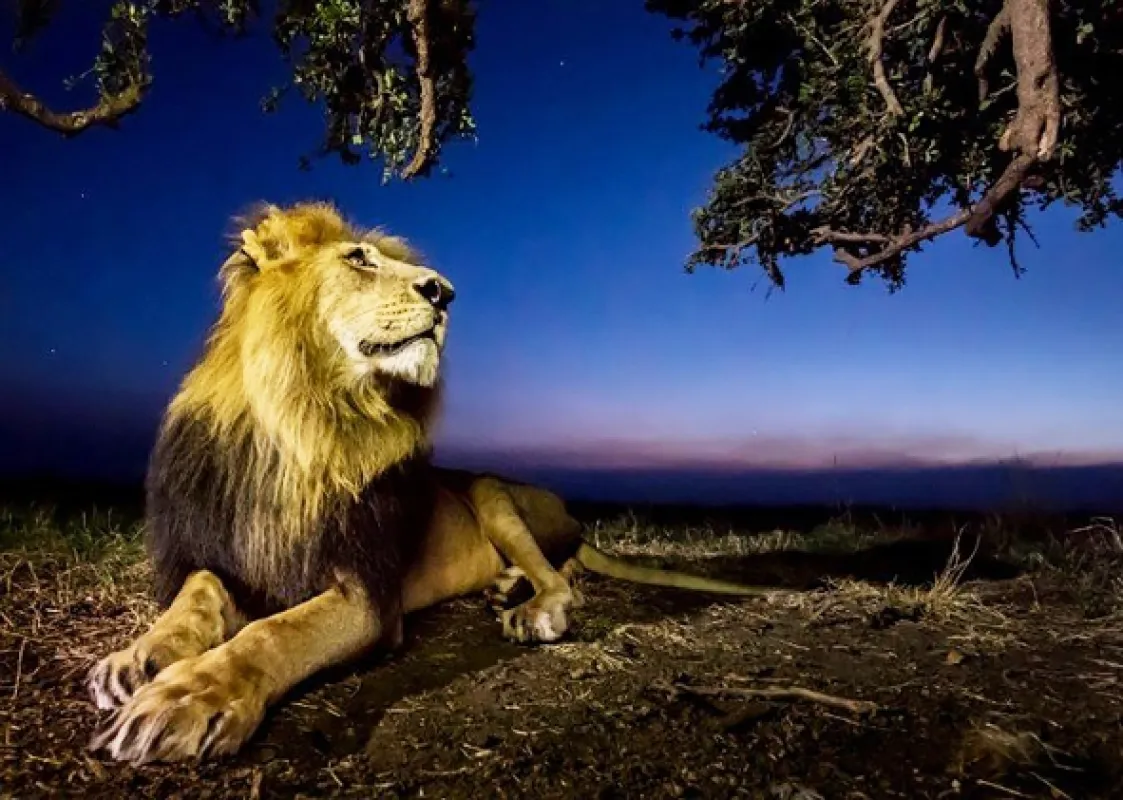 Zázraky Afriky: Noc a den (Wonders of Africa: What a Difference a Day Makes), 2018 - fotogaléria