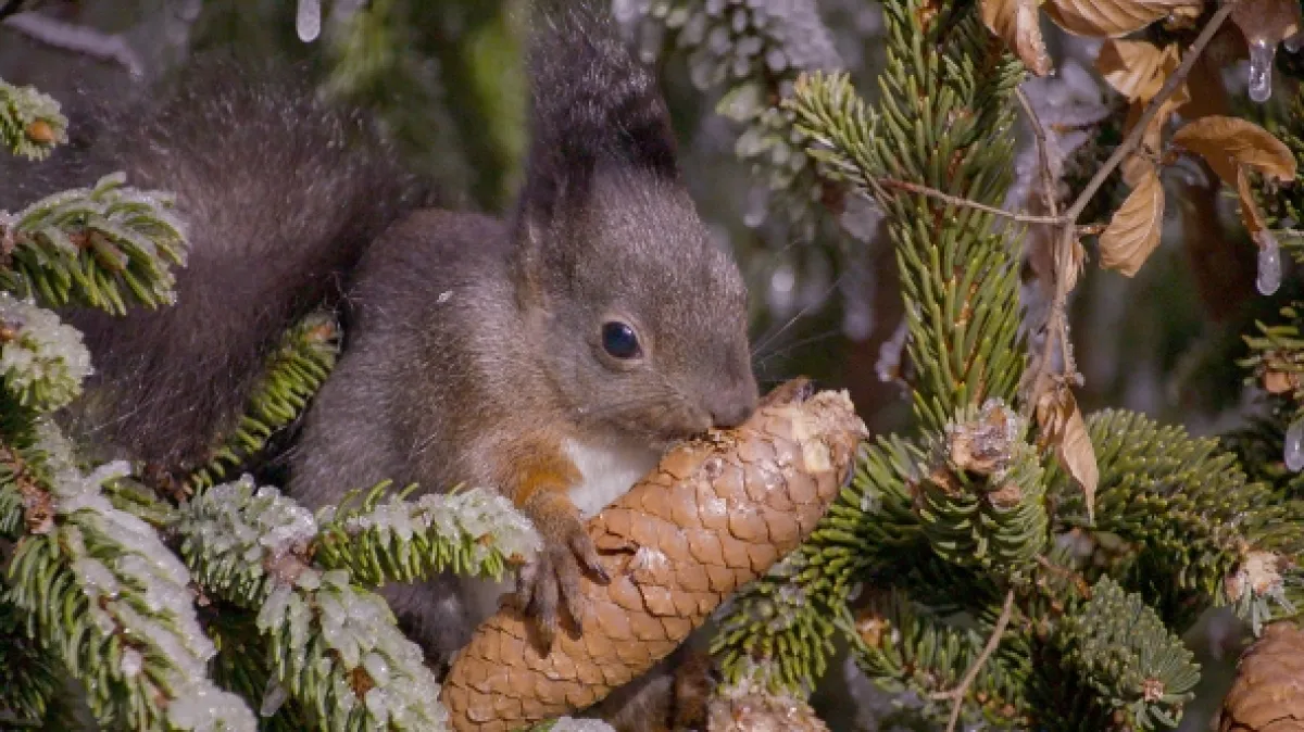 Tajný život veveričiek (Secrets of Squirrels), 2017 - fotogaléria