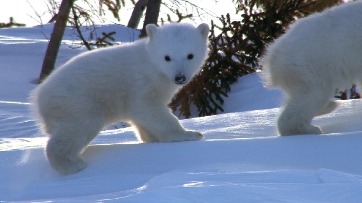 Kráľovstvo ľadových medveďov (Kingdom of the Polar Bears), 2020 - fotogaléria