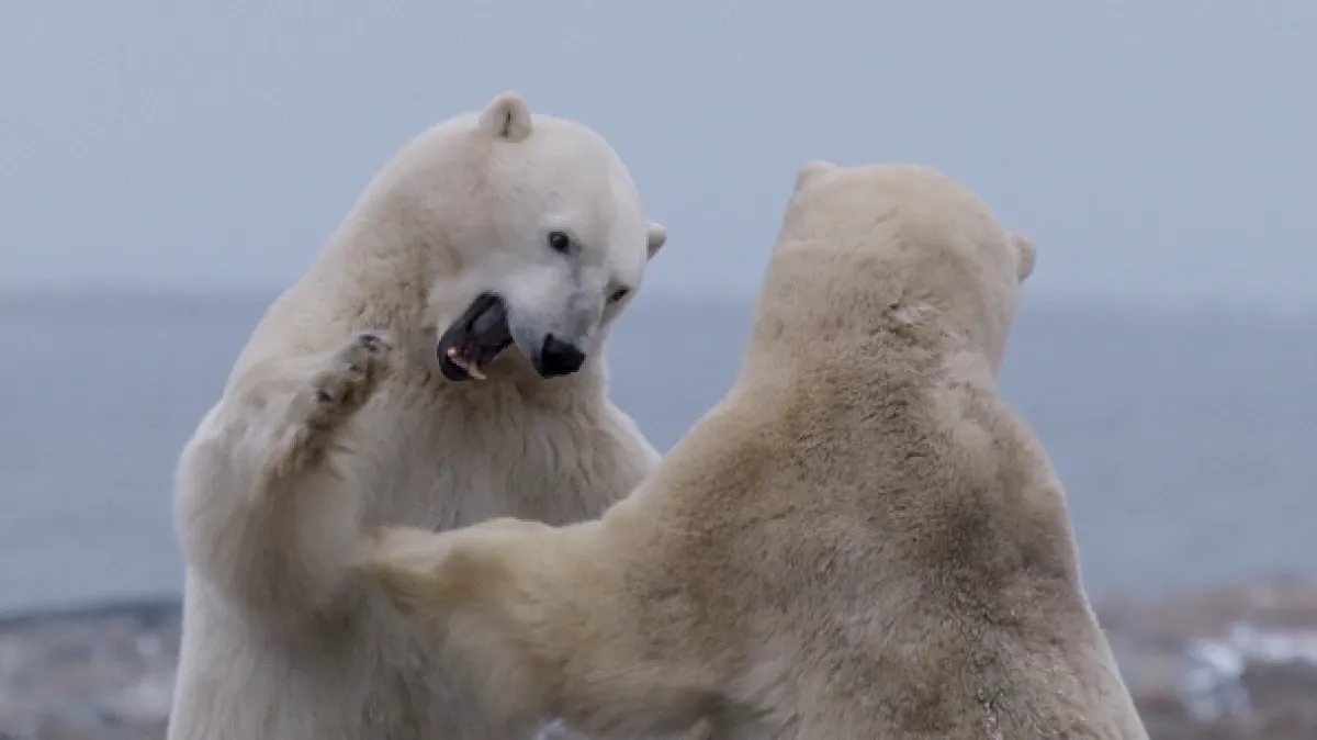 Kráľovstvo ľadových medveďov (Kingdom of the Polar Bears), 2020 - fotogaléria