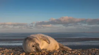Waddenské moře: Život na hraně