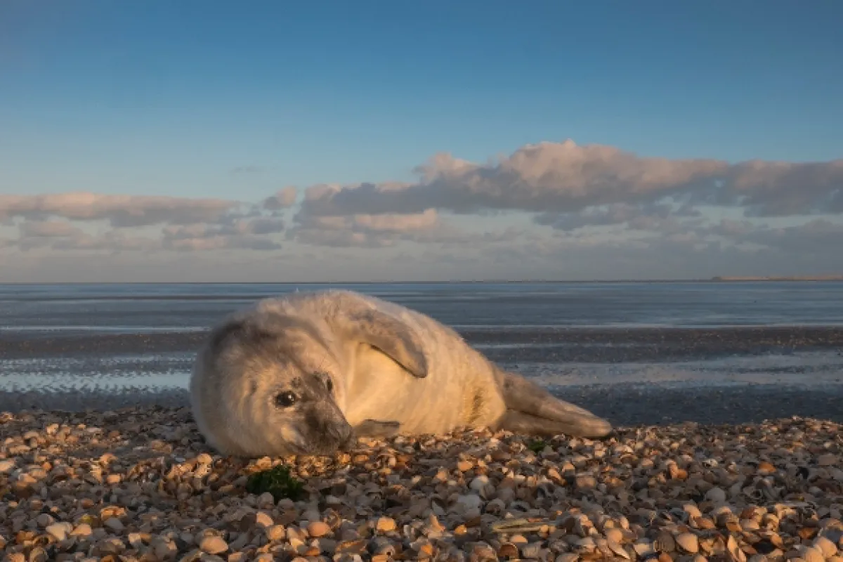 Waddenské moře: Život na hraně (The Wadden Sea: Living on the Edge), 2020 - fotogaléria