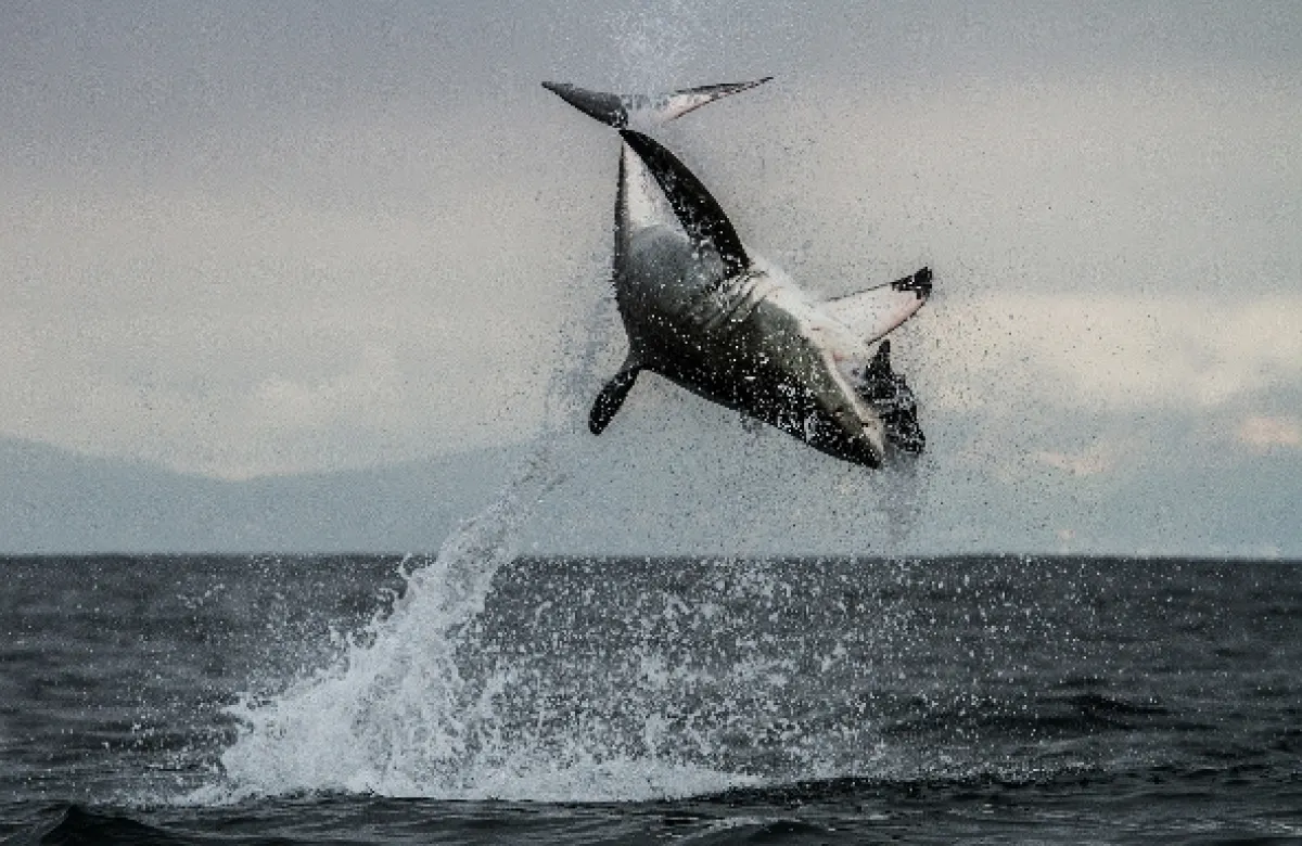 Žralok (Shark), 2015 - fotogaléria