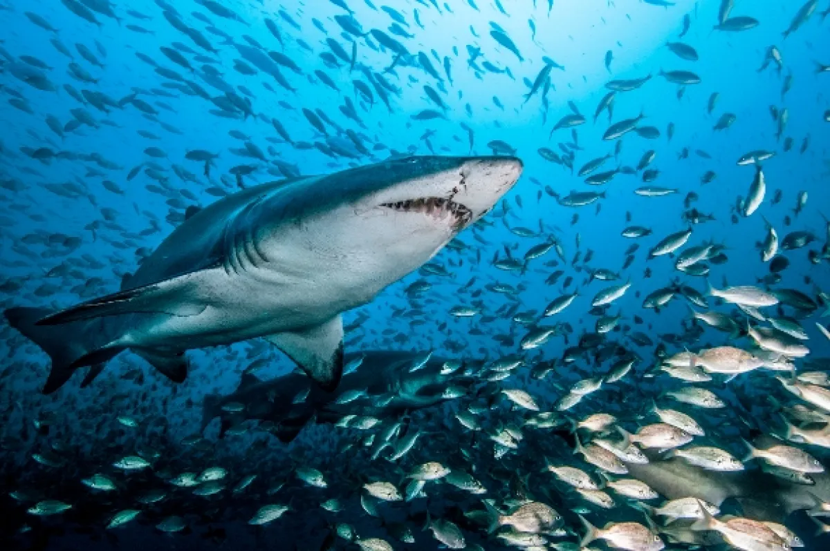 Žralok (Shark), 2015 - fotogaléria
