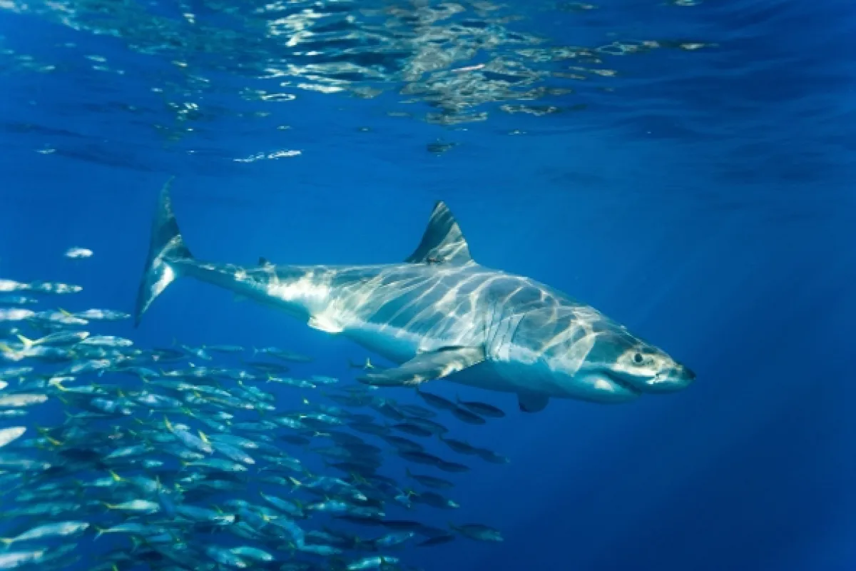 Zázračný oceán (Wonders of the Ocean), 2016 - fotogaléria