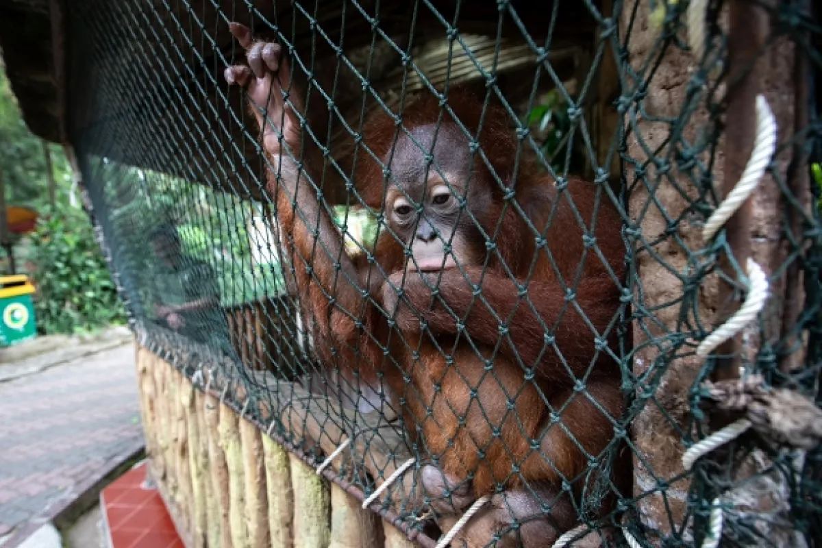 Oči orangutana - fotogaléria