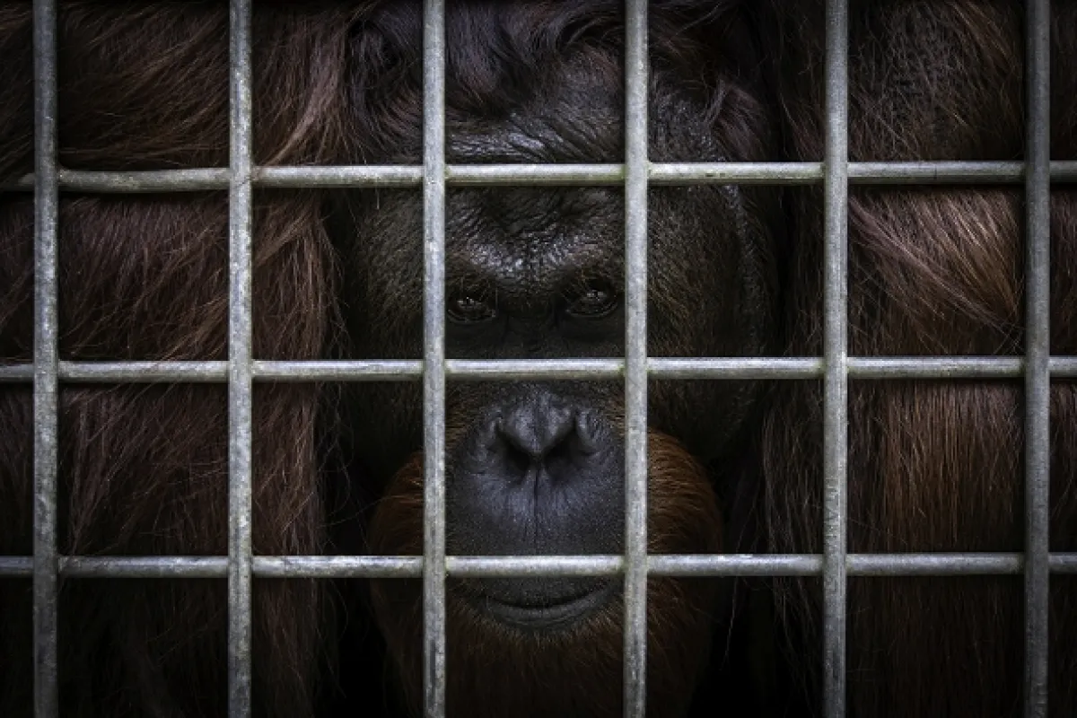 Oči orangutana - fotogaléria