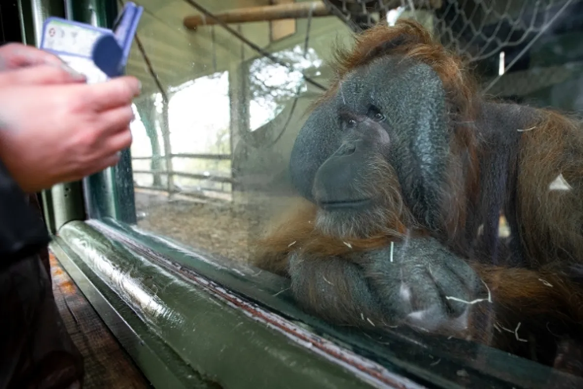 Oči orangutana - fotogaléria
