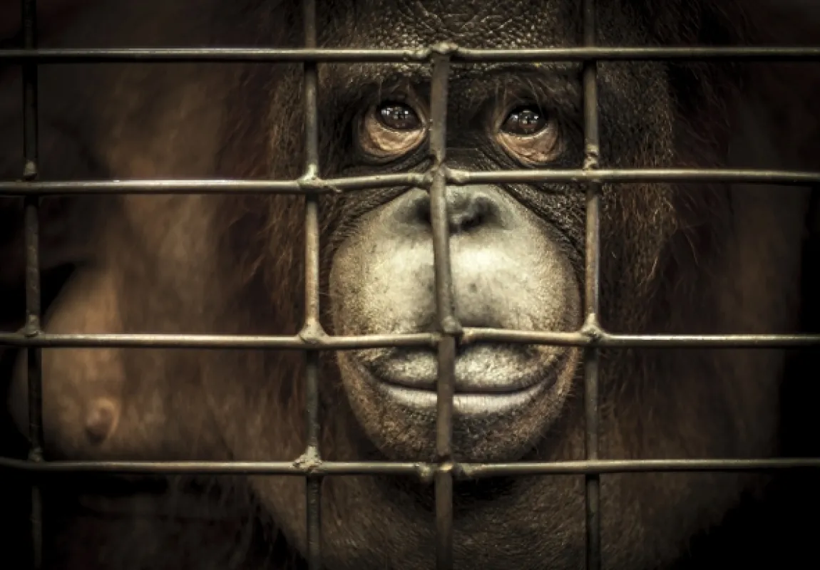 Oči orangutana - fotogaléria