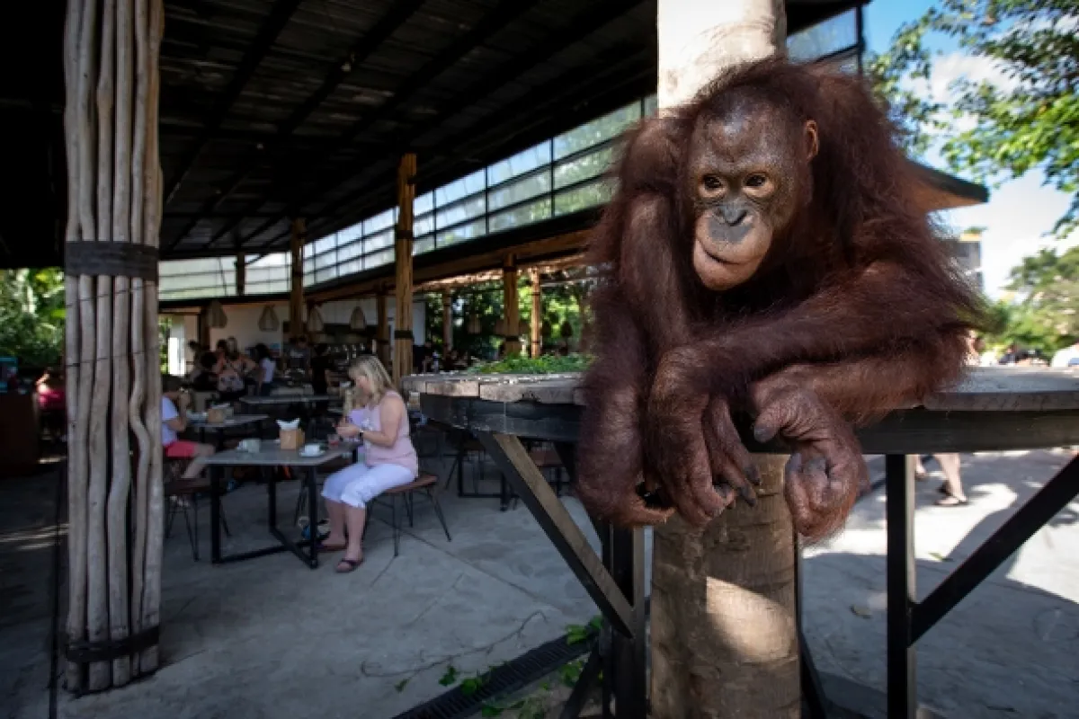 Oči orangutana - fotogaléria