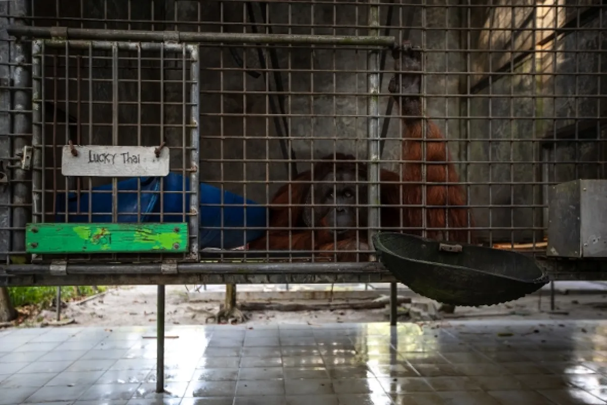 Oči orangutana - fotogaléria