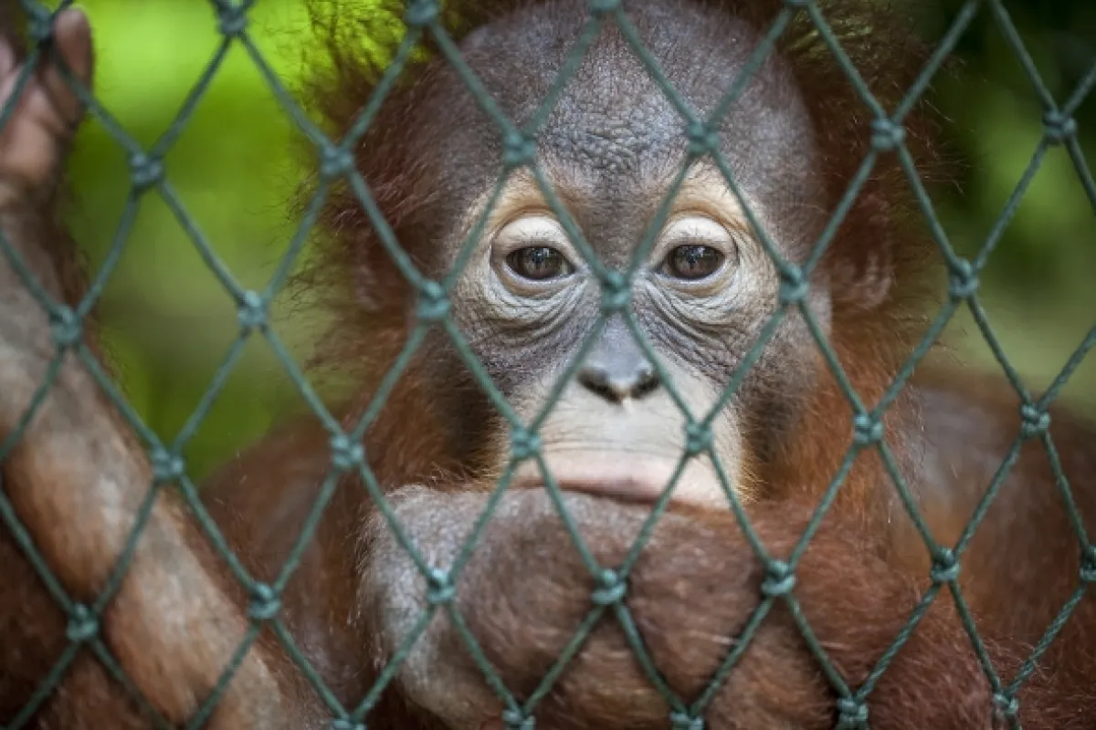 Oči orangutana - fotogaléria
