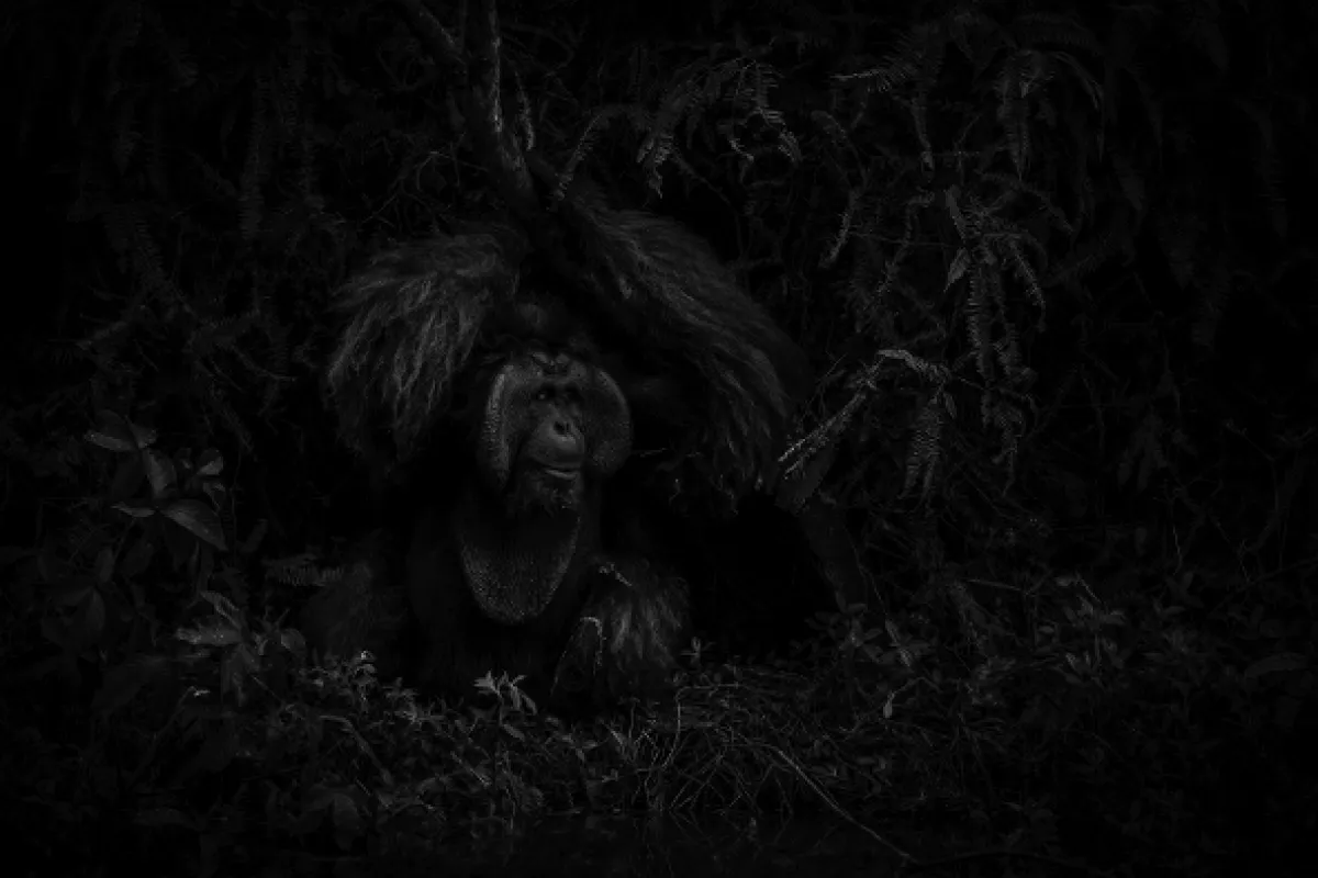 Oči orangutana - fotogaléria