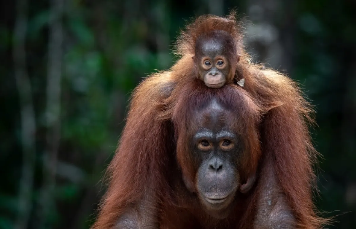 Oči orangutana - fotogaléria