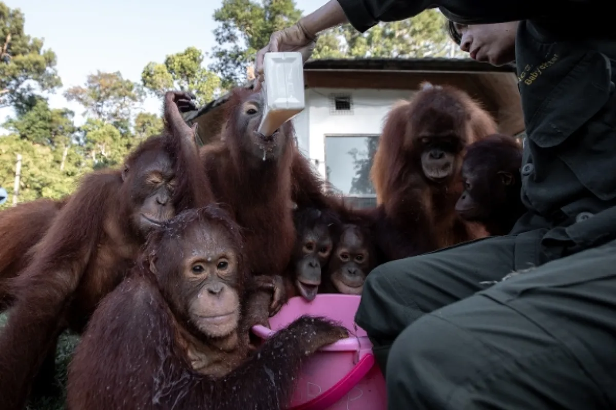 Oči orangutana - fotogaléria