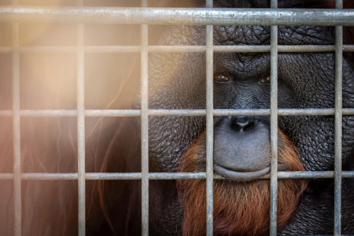 Oči orangutana - fotogaléria
