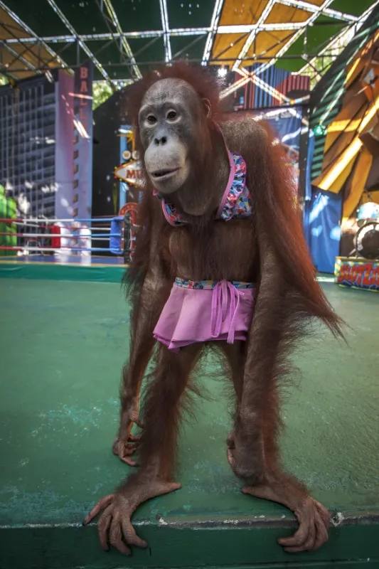 Oči orangutana - fotogaléria