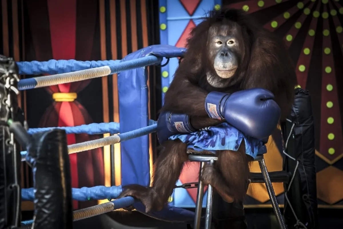 Oči orangutana - fotogaléria