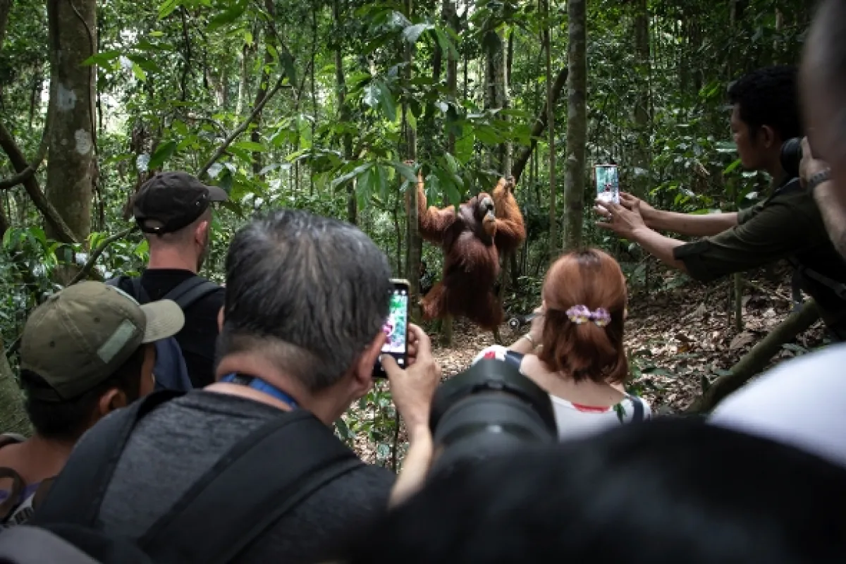 Oči orangutana - fotogaléria