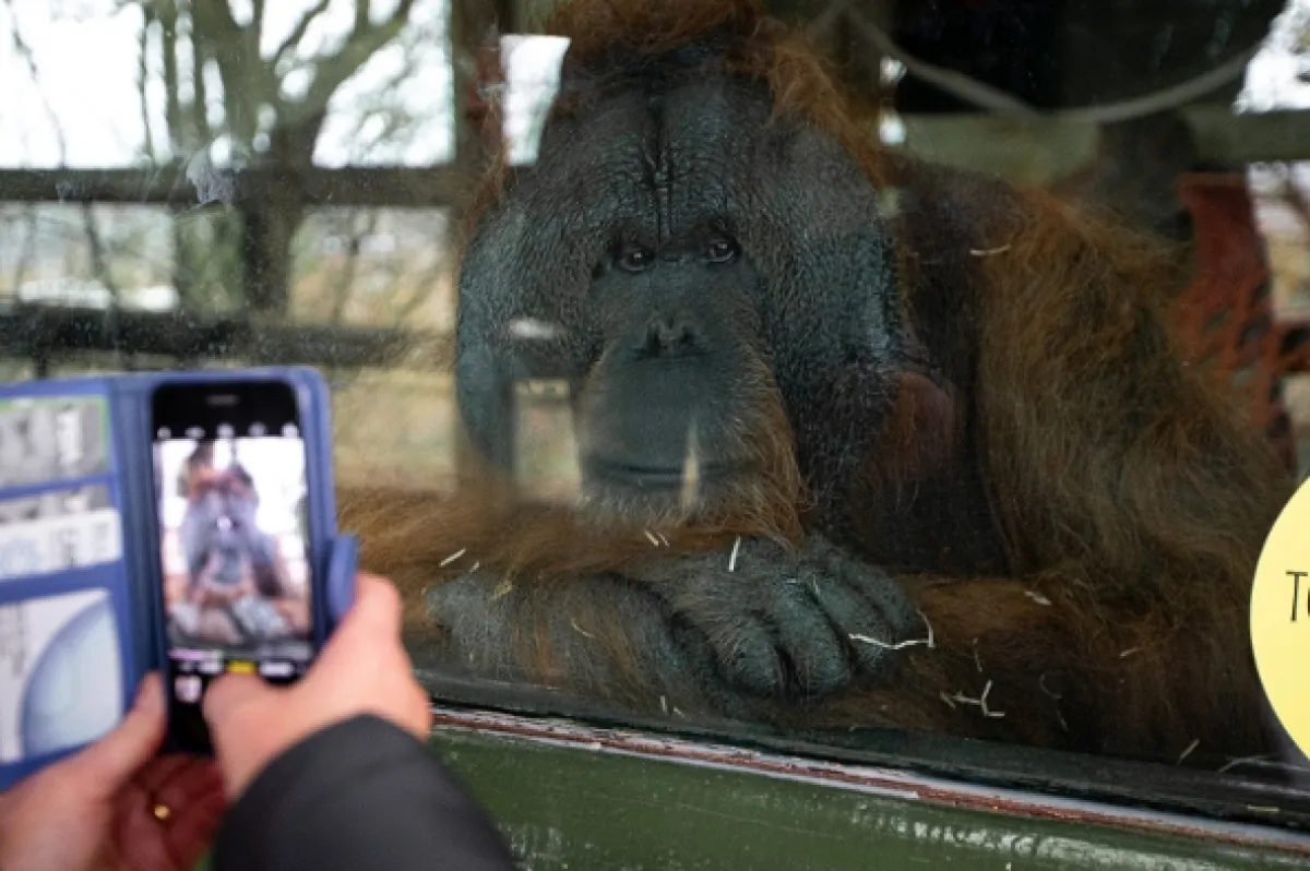 Oči orangutana - fotogaléria