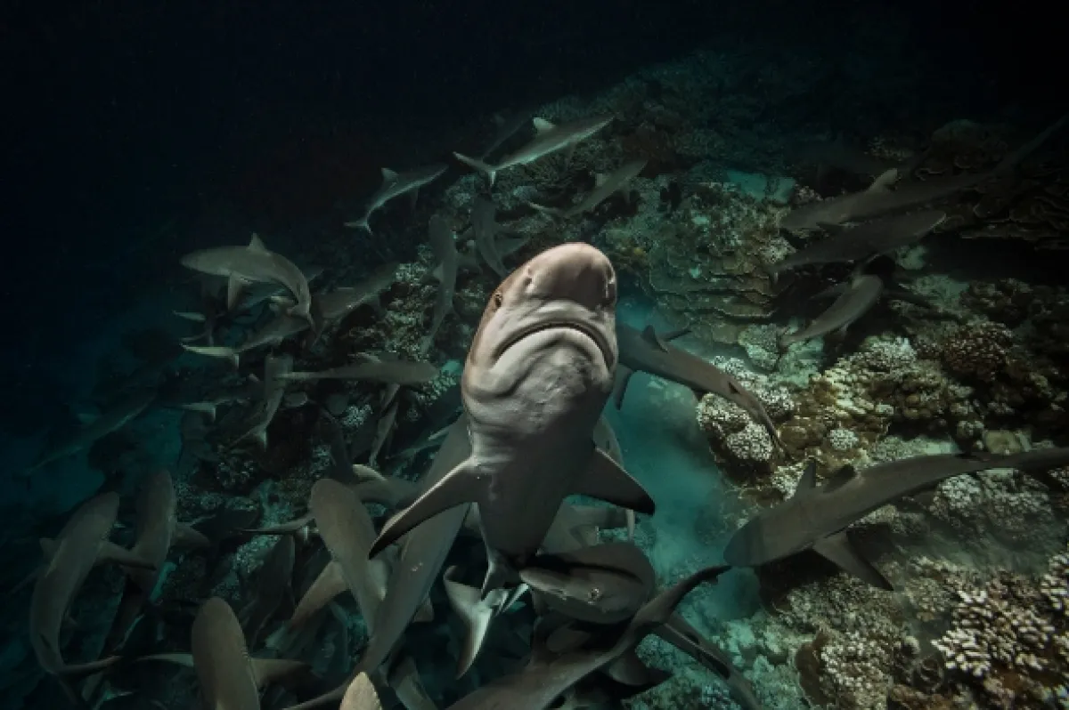 700 žraloků (700 requins dans la nuit), 2018 - fotogaléria