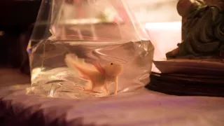 Axolotl Overkill