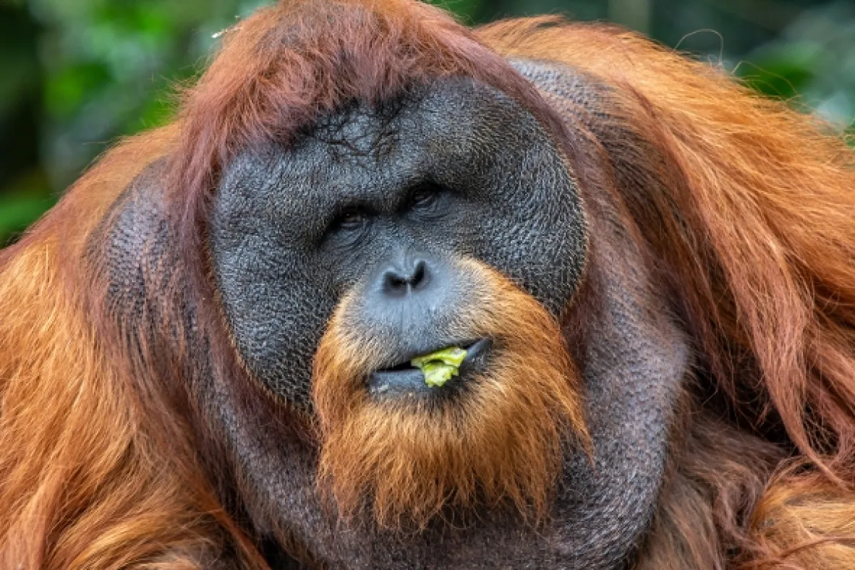 Oči orangutana - fotogaléria
