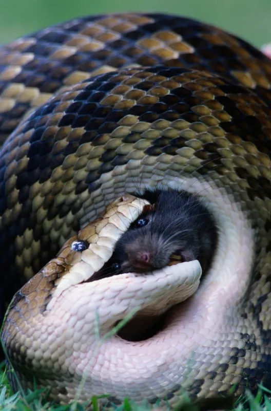 Desiví škrtiči (Monster Constrictors), 2020 - fotogaléria