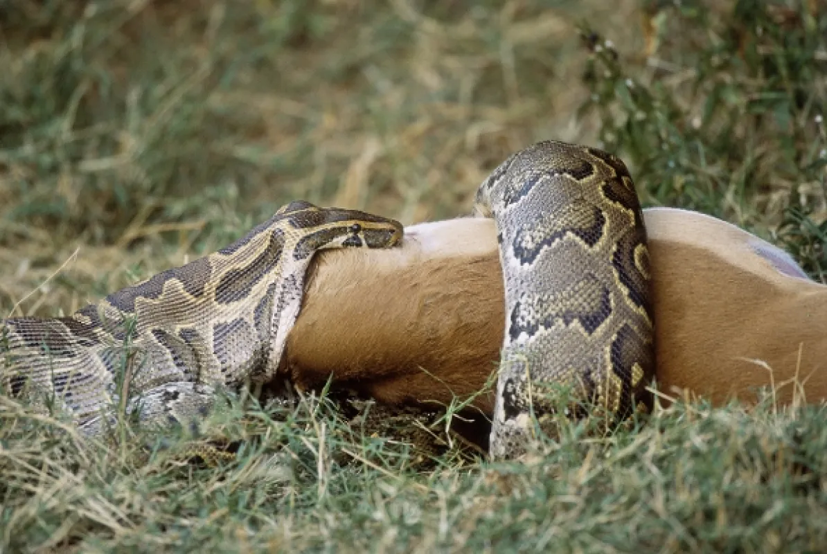 Desiví škrtiči (Monster Constrictors), 2020 - fotogaléria