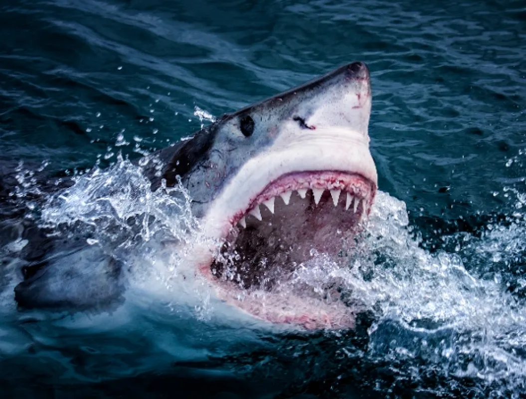 Žralok (Shark), 2015 - fotogaléria