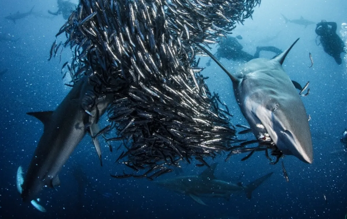 Žralok (Shark), 2015 - fotogaléria