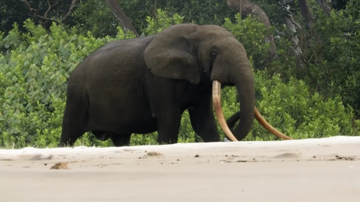 Gabon: Surfující hroši (Surfing Hippos: Gabon’s Jungle Beach), 2024 - fotogaléria